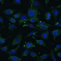 Aph-1 alpha Antibody