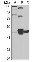 Apolipoprotein A4 Rabbit Polyclonal Antibody
