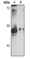 APOBEC3F Antibody