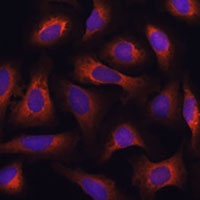 Anti-ARFGAP2 Antibody