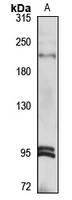 ARFGEF1 Antibody