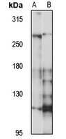 BAF250 Rabbit Polyclonal Antibody