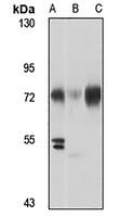BMAL1 Rabbit Polyclonal Antibody