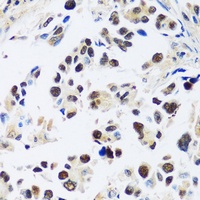 ASCL4 antibody