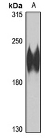 ATG2A Rabbit Polyclonal Antibody