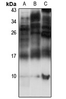BAF Rabbit Polyclonal Antibody