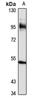 CD239 Rabbit Polyclonal Antibody
