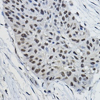 RNF52 Antibody