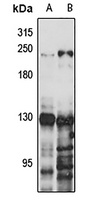 BRD4 Antibody