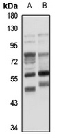 CD277 Rabbit Polyclonal Antibody