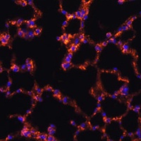 CD277 Rabbit Polyclonal Antibody