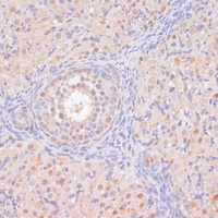 Anti-Bystin Antibody