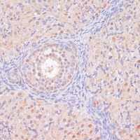 Bystin antibody