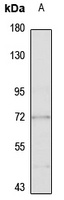 Complement C2 Rabbit Polyclonal Antibody