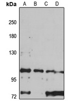 CDP138 Rabbit Polyclonal Antibody