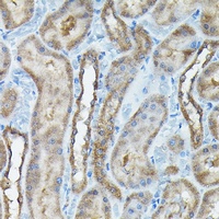 C9orf72 antibody