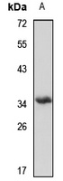 MO25 Rabbit Polyclonal Antibody