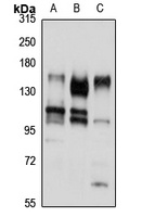 CACNA2D1 Antibody