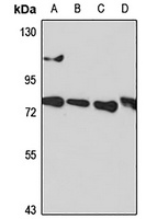 Calpain 9 Rabbit Polyclonal Antibody