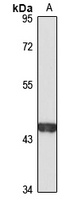 Caspase 4 Rabbit Polyclonal Antibody