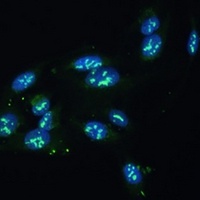 CCDC59 antibody