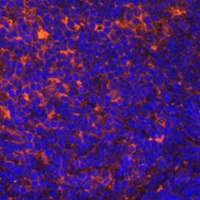 Anti-CCL19 Antibody