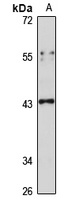 CCR7 Antibody
