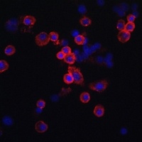 CCR7 antibody