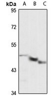 CD300e Rabbit Polyclonal Antibody