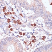 CD82 antibody