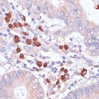Anti-CD82 Antibody
