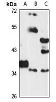 CDC37L1 Antibody