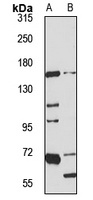 CDON Antibody