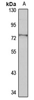 CDYL Antibody