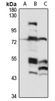 CEP68 Antibody