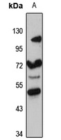 CERCAM Antibody