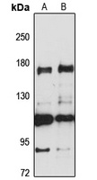 Cingulin Rabbit Polyclonal Antibody