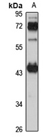 CHAD Antibody