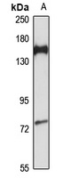 CAF-I p150 Rabbit Polyclonal Antibody