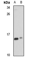 CHCHD1 Antibody
