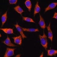 CHCHD2 antibody