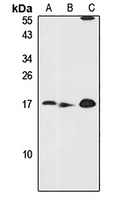 CHCHD4 Antibody
