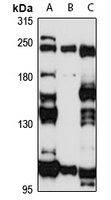 Citron Rabbit Polyclonal Antibody