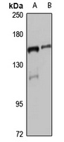 CLASP2 Antibody