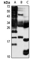 MDL-1 Rabbit Polyclonal Antibody