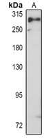 Claspin Rabbit Polyclonal Antibody