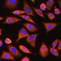Anti-CNOT1 Antibody