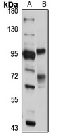 CNOT10 Antibody