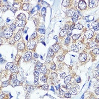 PCDHA6 antibody