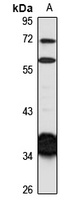 CNTD1 Antibody